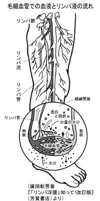毛細血管での血液とリンパ液の流れ