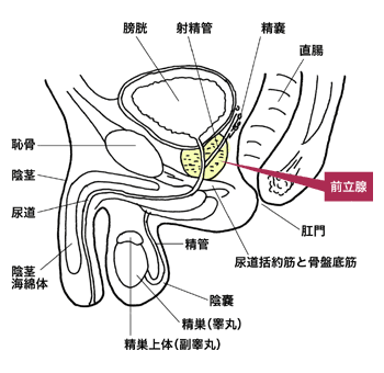 図：前立腺の形状と位置