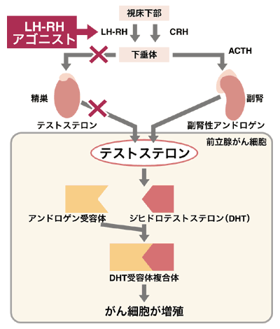 図：ホルモン療法の作用メカニズム