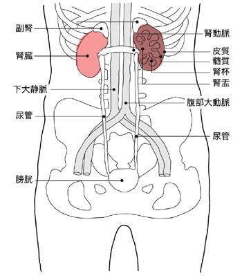 図：腎臓の位置と構造