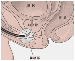 図：尿道の構造