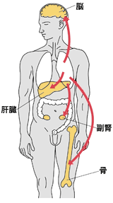 イラスト：肺がんが転移しやすい場所