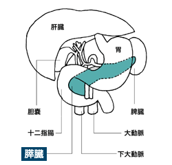 図：膵臓の位置