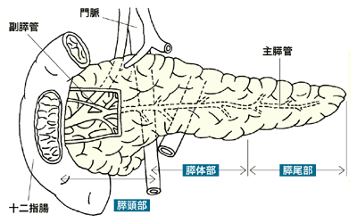 図：膵臓の仕組み