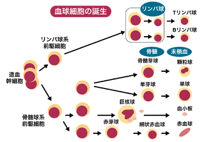 図：血球細胞の分化