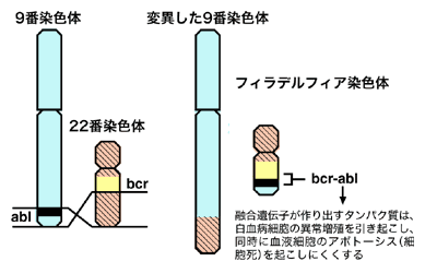 図：フィラデルフィア染色体