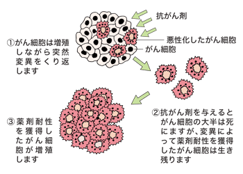 図：がんの悪性化（薬剤耐性）メカニズム