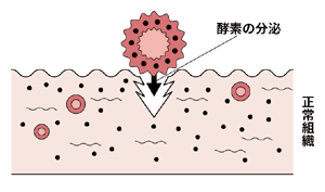 図：がん細胞の浸潤