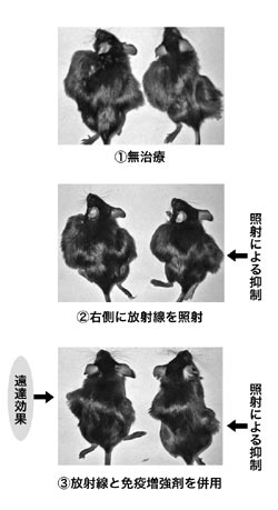 写真：放射線の遠達効果の実験