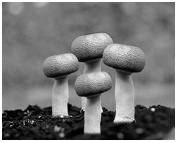写真:アガリクス